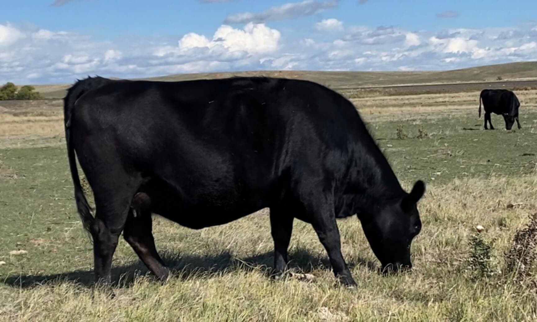 Black Angus cow grazing on open pasture