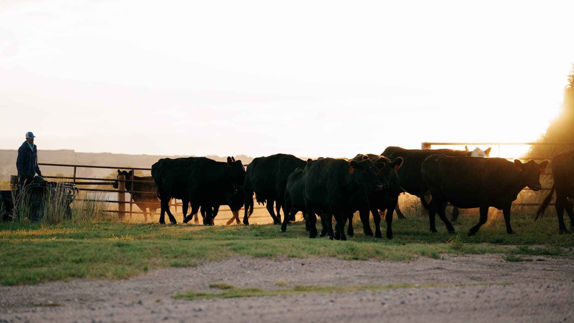 Black Angus cattle walking past the pens at Bar X Ranch at sunset