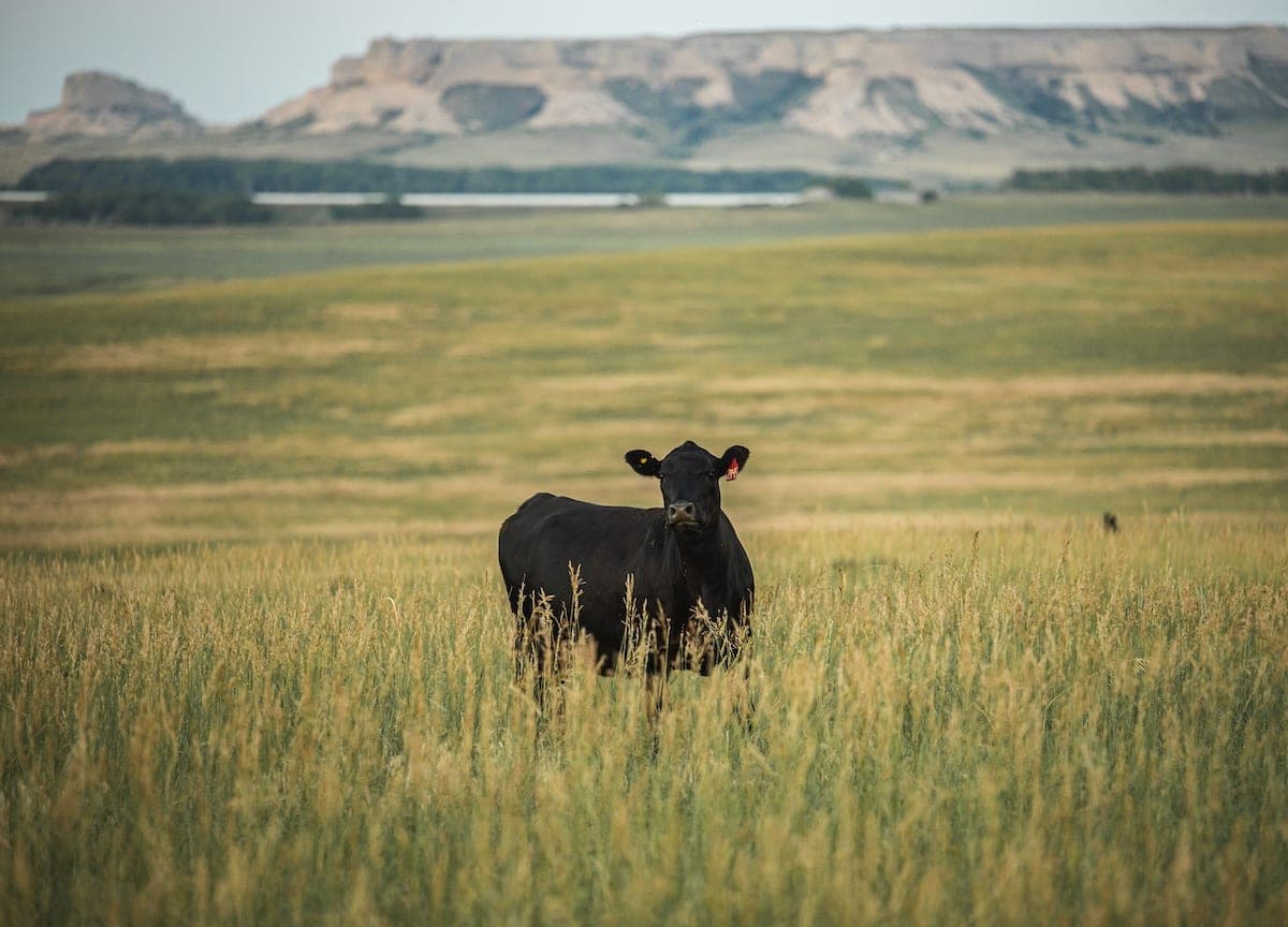 A young Black Angus standing in tall grass with Wyoming bluffs behind