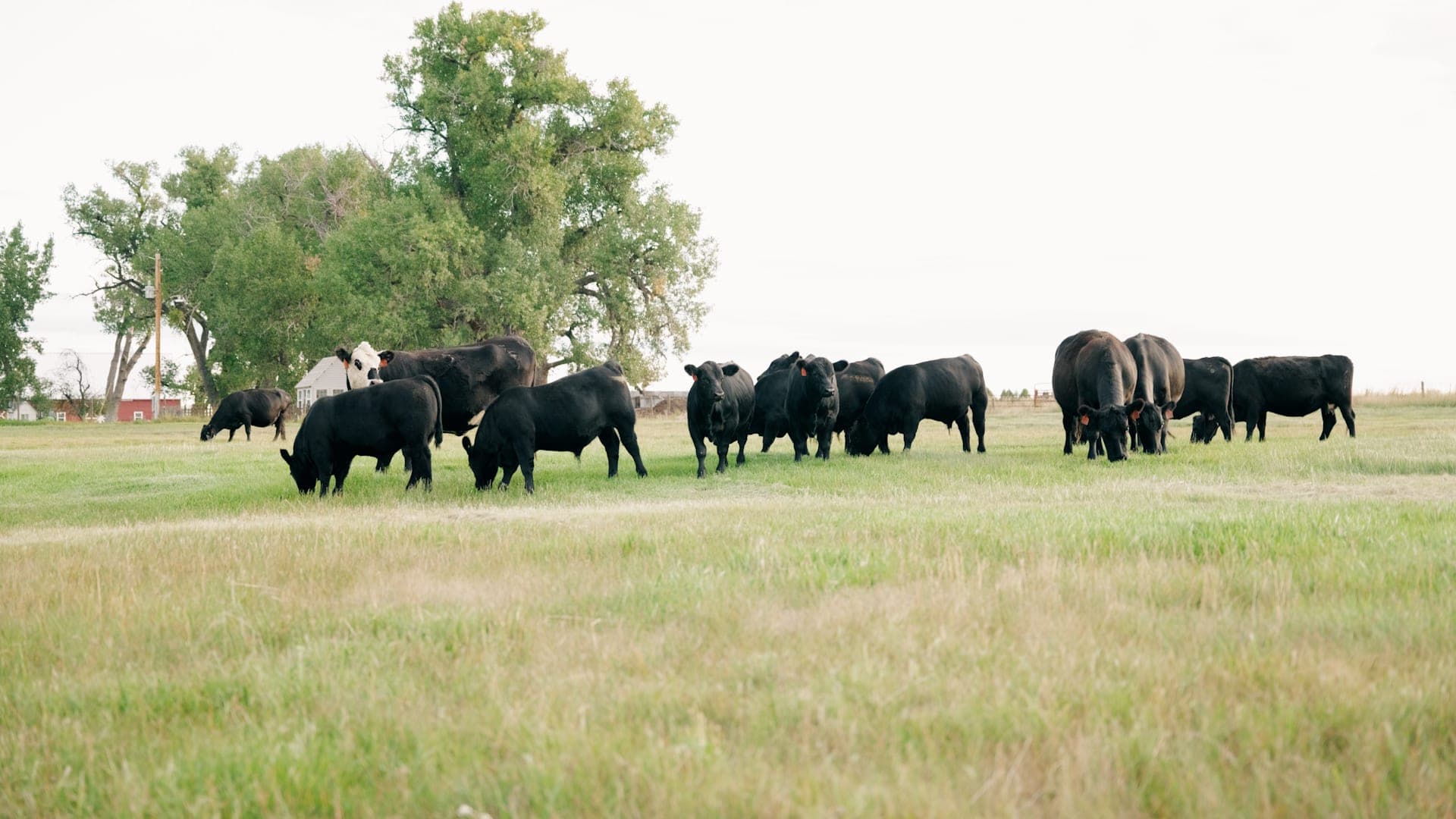 Black Angus cattle grazing under the cottonwoods